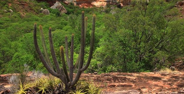  Conservação de plantas medicinais da Caatinga