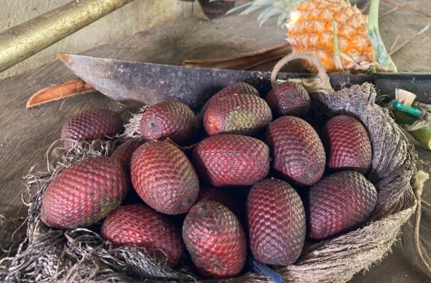  Conhecimento sobre frutas amazônicas pode ajudar a combater desnutrição e a manter a floresta em pé