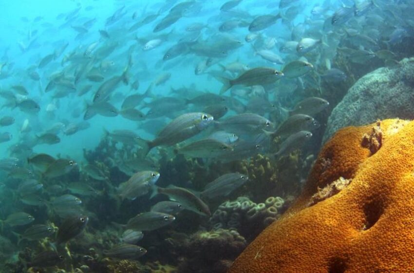  Perda de 25% dos corais nos recifes brasileiros pode prejudicar até metade das espécies de peixes