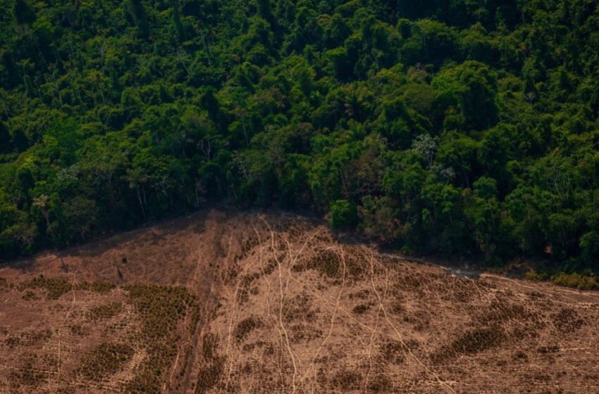  Ondas de calor podem provocar colapso dos ecossistemas e ameaçar nova geração