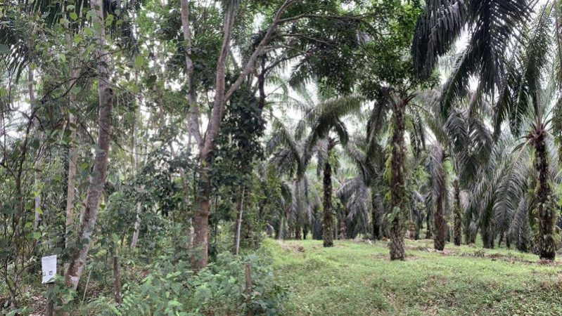  ‘Ilhas de floresta’ permitem recuperar a biodiversidade em monoculturas, aponta estudo na Science