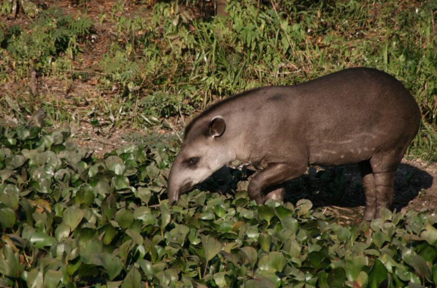  Desmatamento da Amazônia reduz acesso à carne de caça e afeta nutrição de comunidades tradicionais
