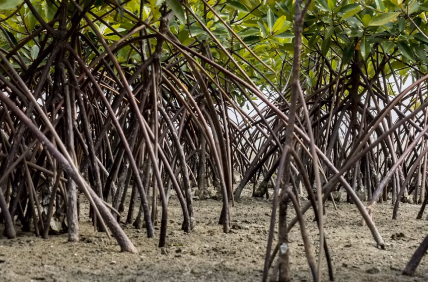  Como atuam os manguezais e seus guardiões na linha de frente do enfrentamento das mudanças climáticas